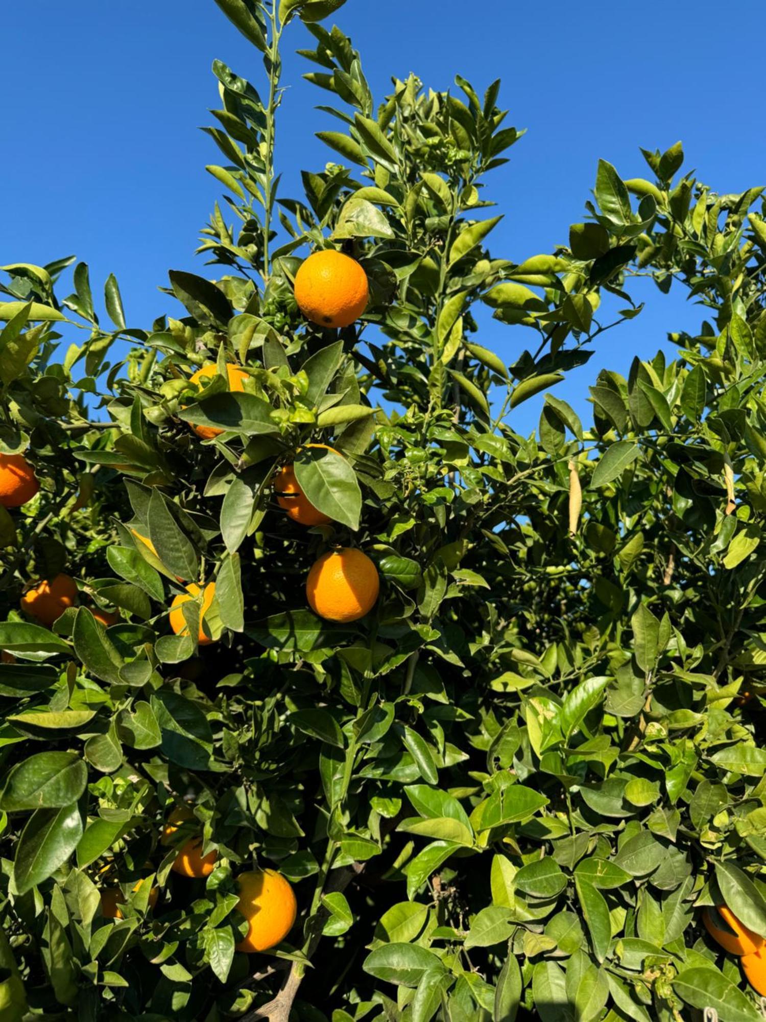Finca Malata Turís Eksteriør billede