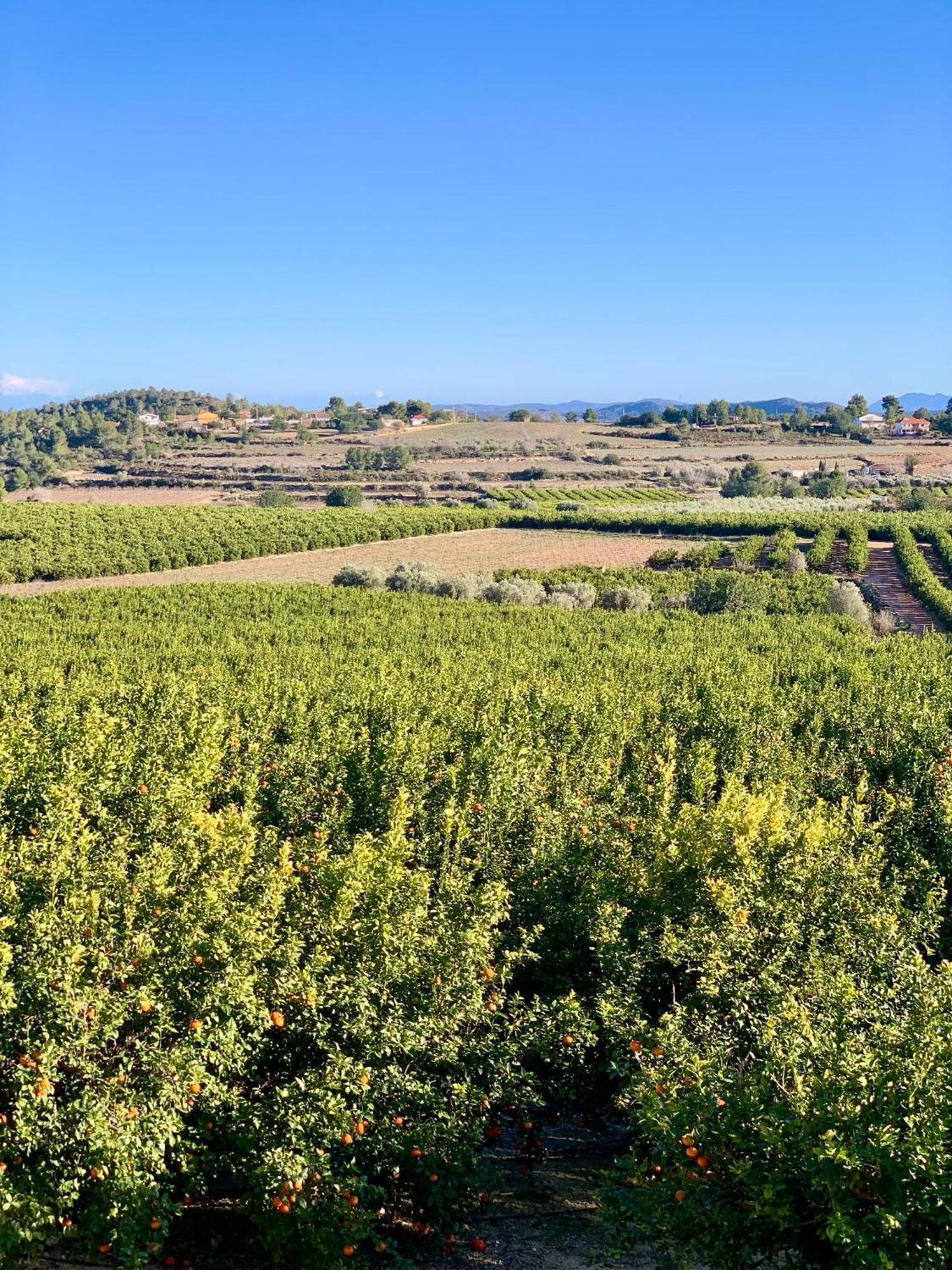 Finca Malata Turís Eksteriør billede